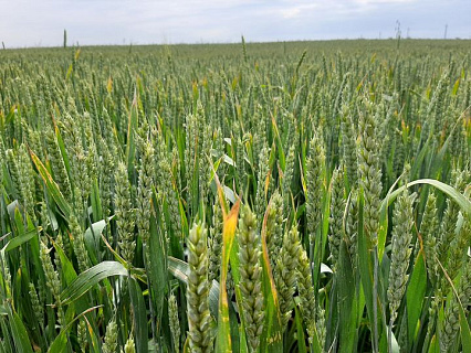 Крымские аграрии в этом году перевыполнили план сева зерновых более чем на 21%